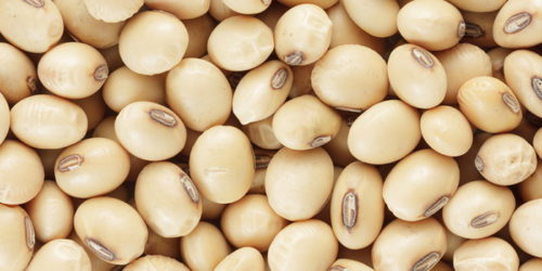 Closeup texture soybean as background.